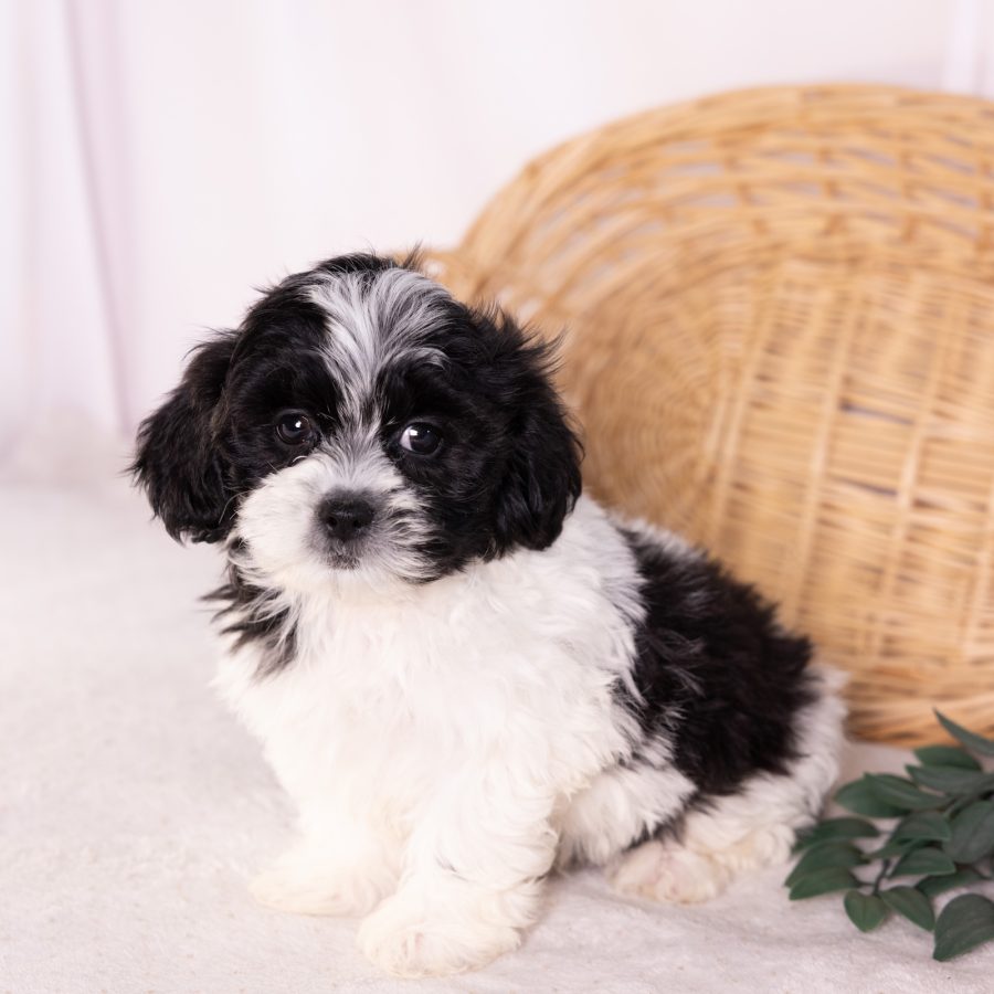 shih tzu and bichon mix puppy