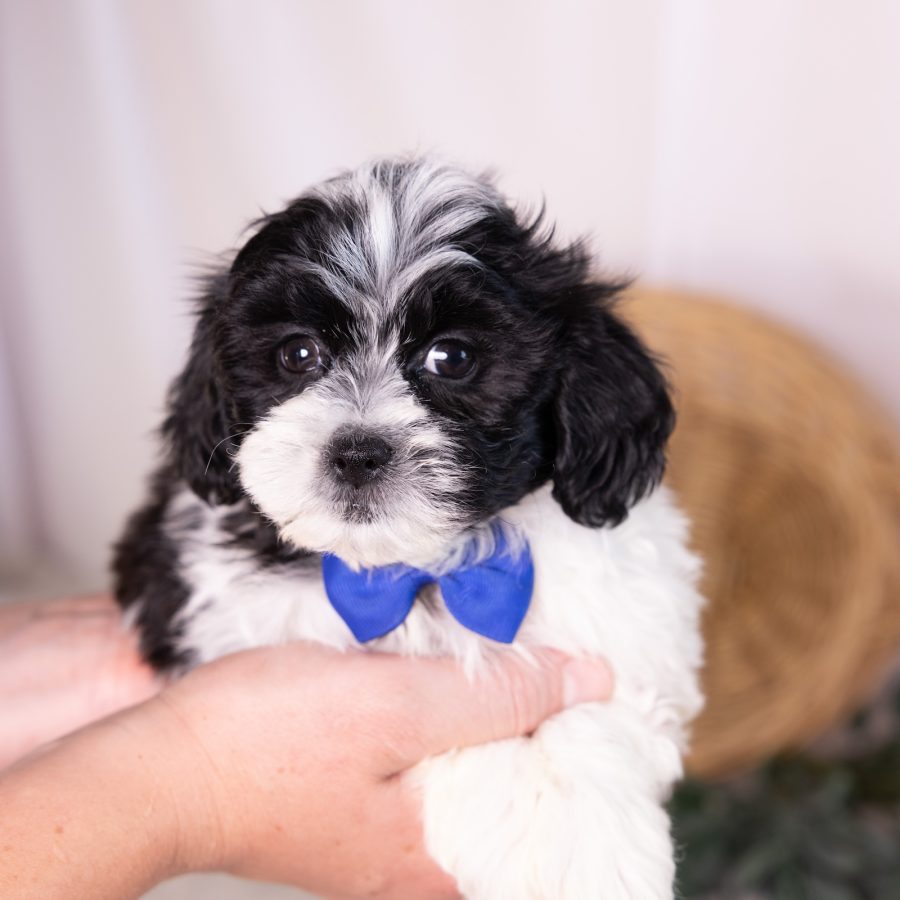 shih tzu and bichon mix