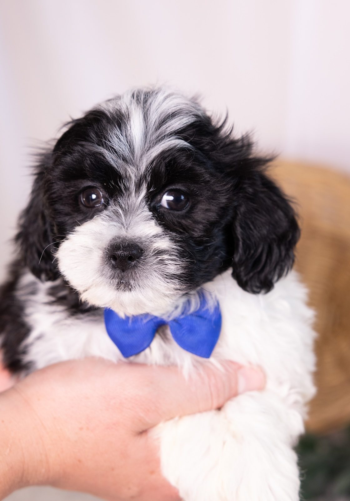shih tzu and bichon mix