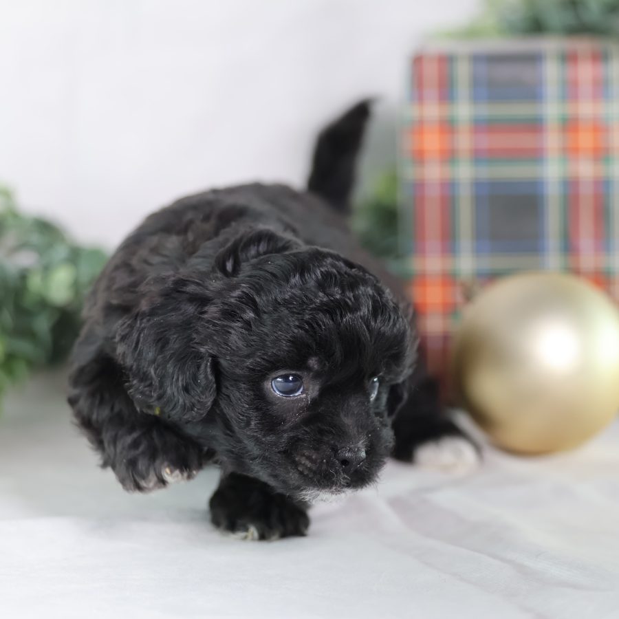 shih tzu bichon mix