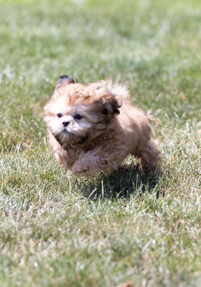 shih tzu bichon mix