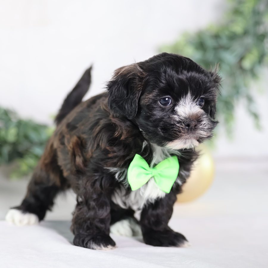 shih tzu bichon mix
