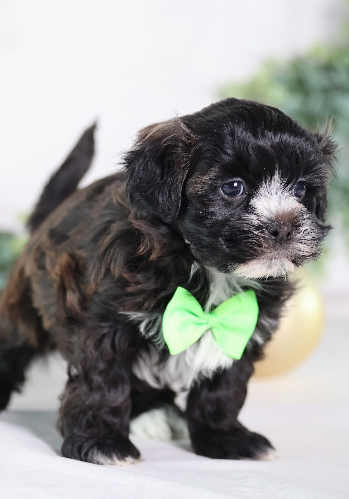 shih tzu bichon mix