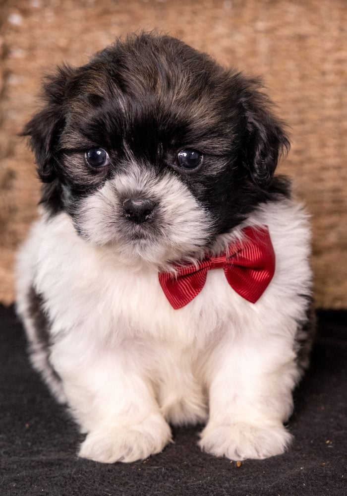 shih tzu bichon mix for sale nar me_