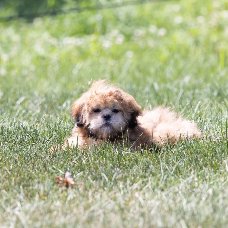 shih tzu bichon mix puppies