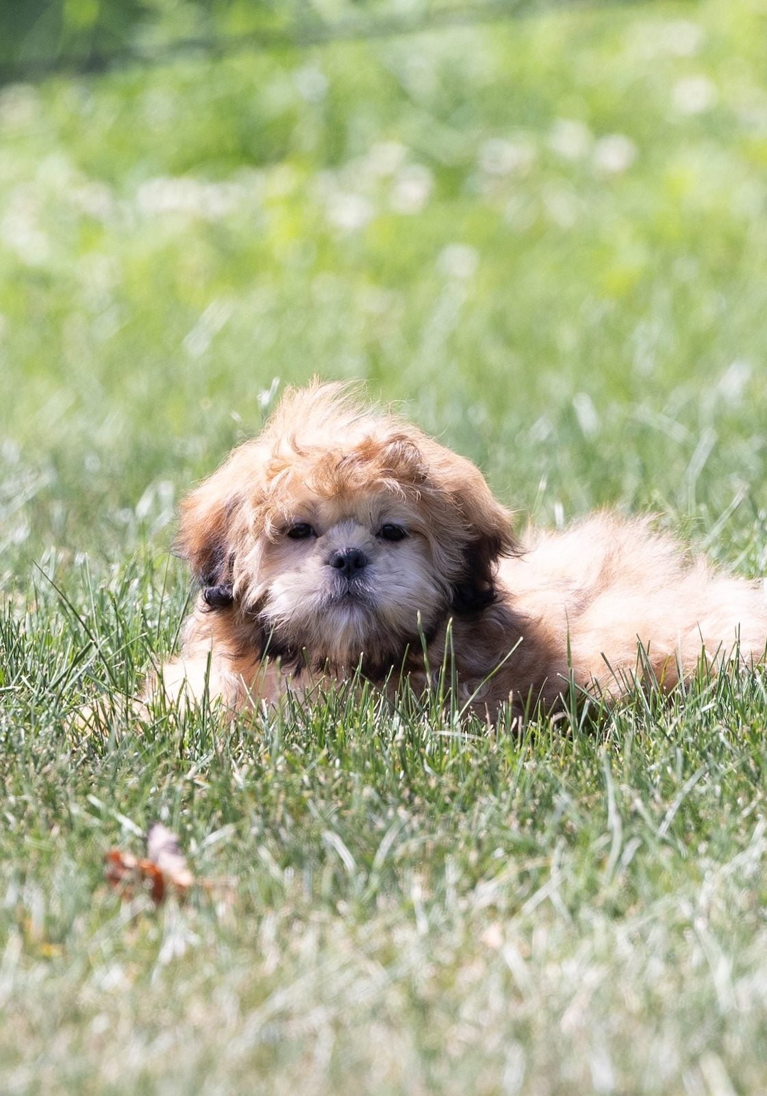 shih tzu bichon mix puppies