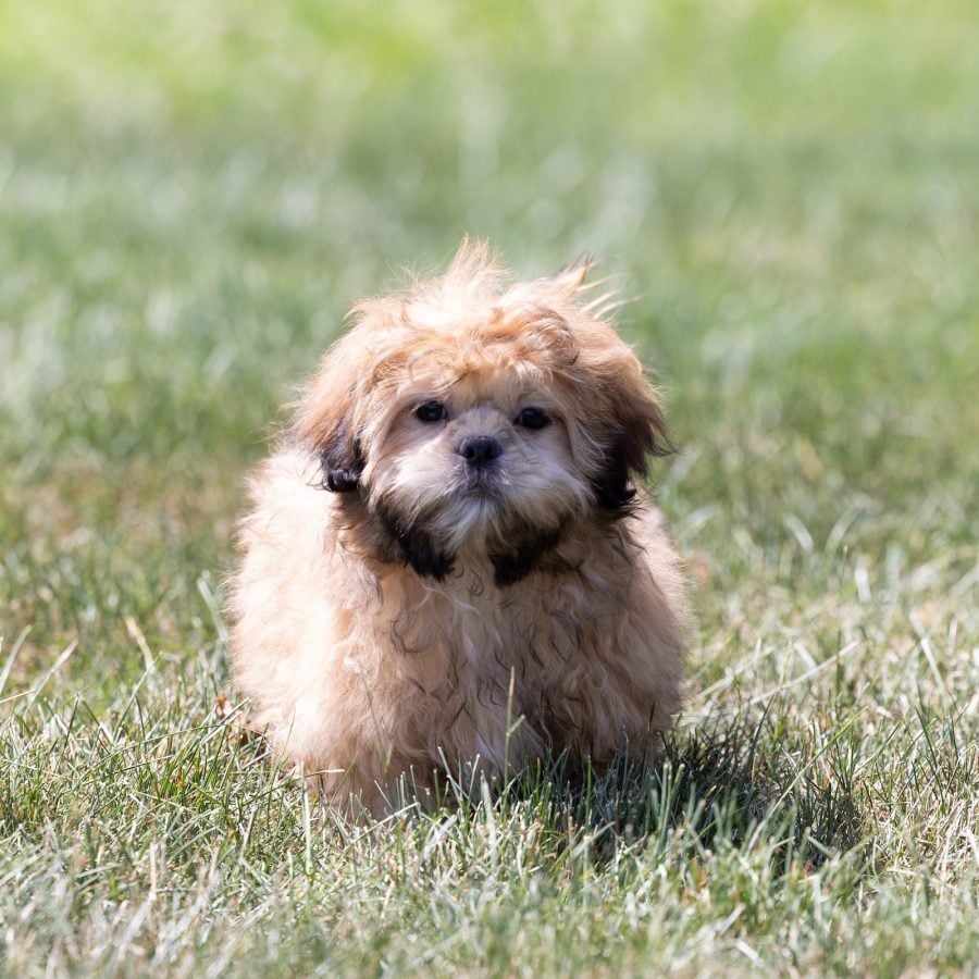 shih tzu bichon mix puppy