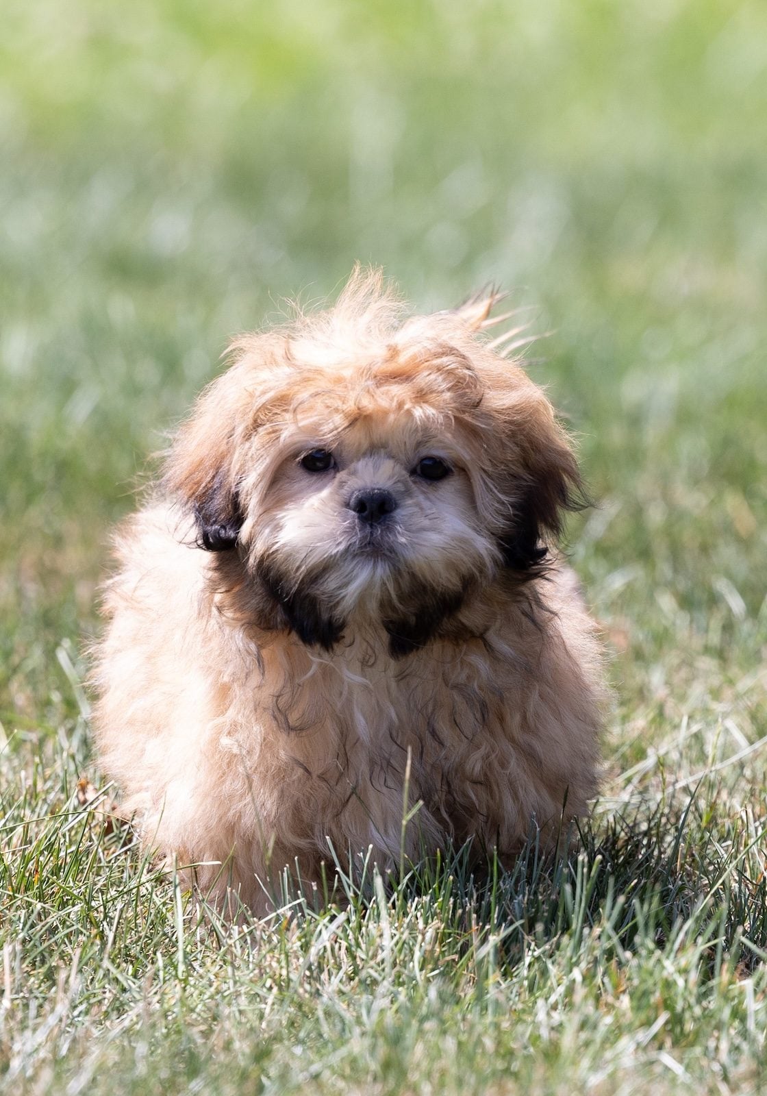 shih tzu bichon mix puppy