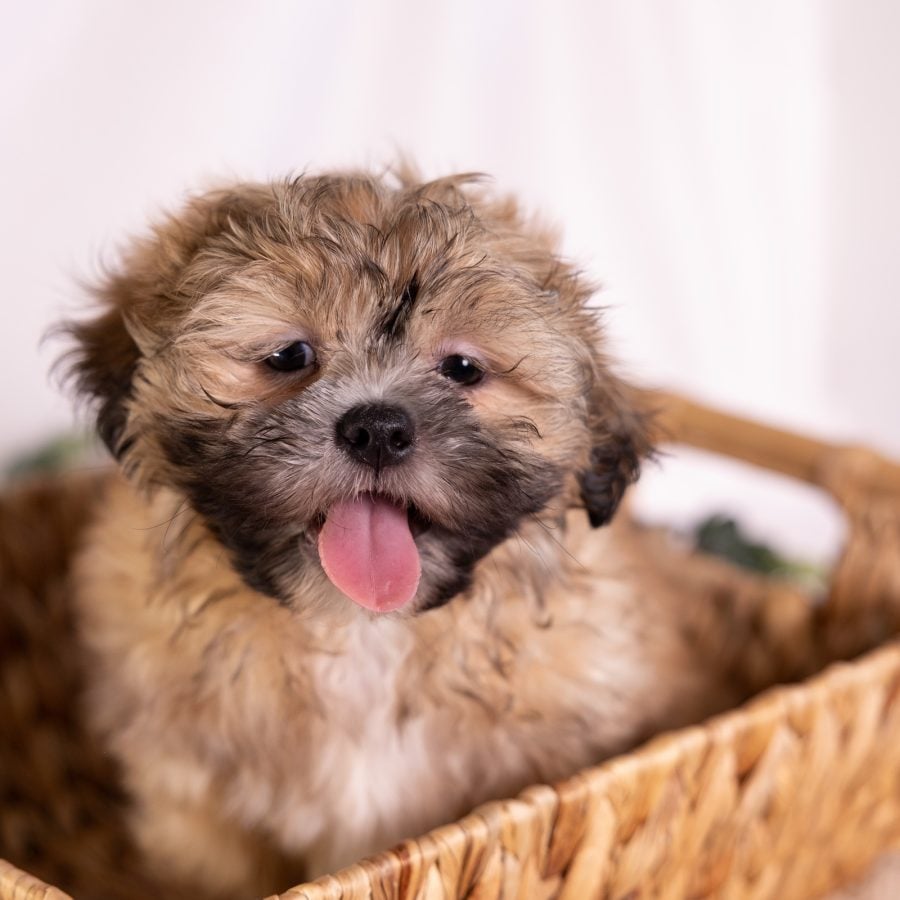 shih tzu bichon mix puppy