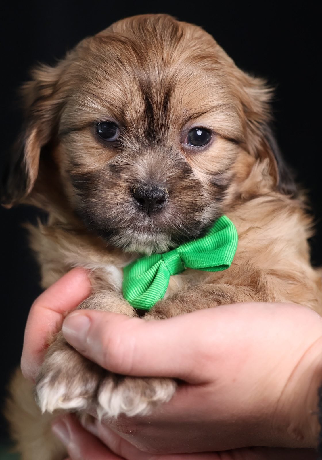 shih tzu bichon mix