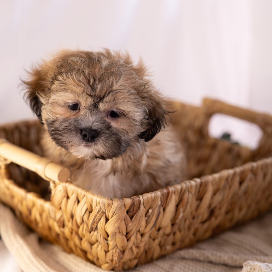 shih tzu bichon mix