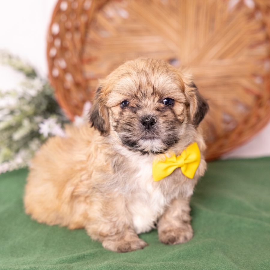 shih tzu mix with bichon near me nj