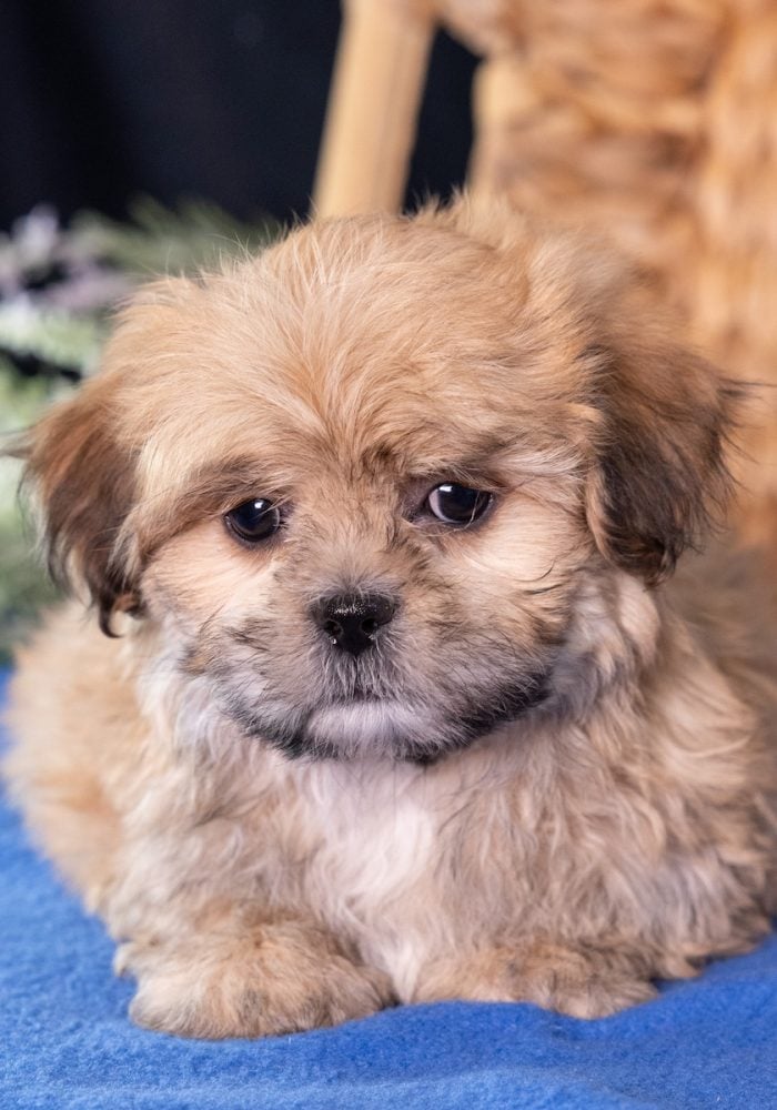 shih tzu mix with bichon puppies