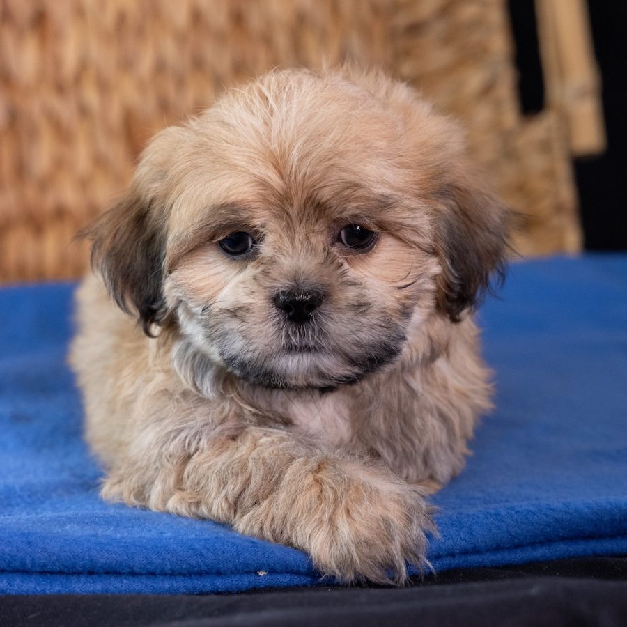 shih tzu mix with bichon puppy
