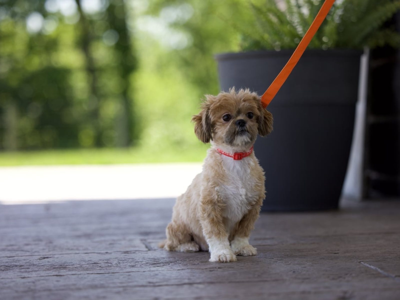 shih tzu puppy for sale – Eclipse
