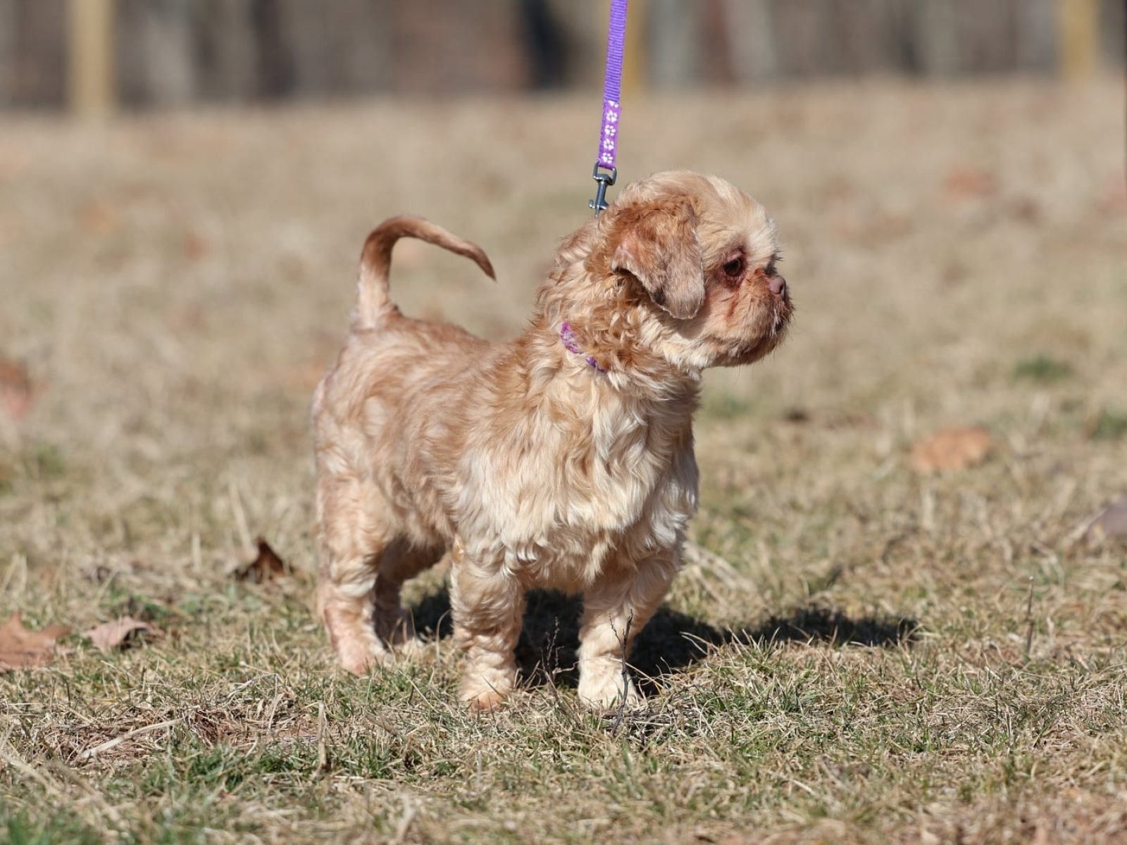 shih tzu puppy for sale – Gracie