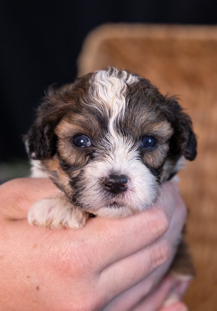 shih tzu shichons