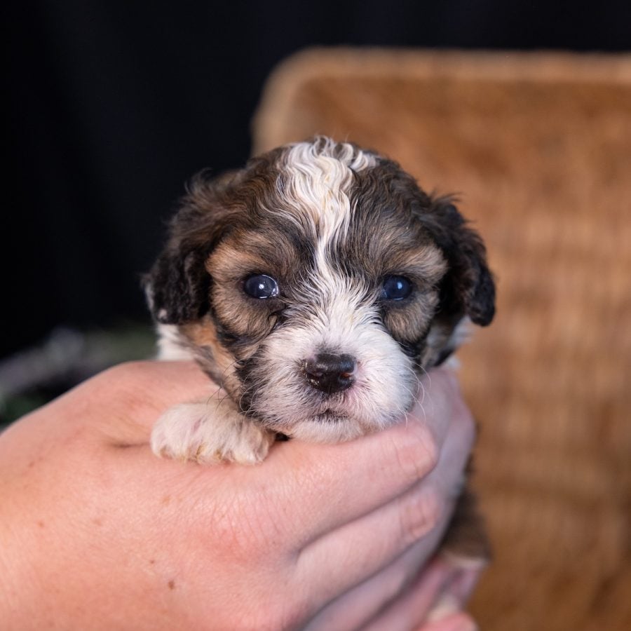 shih tzu shichons