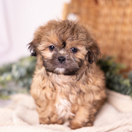 shitzu and bichon mix breeder