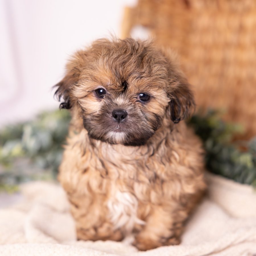 shitzu and bichon mix breeder