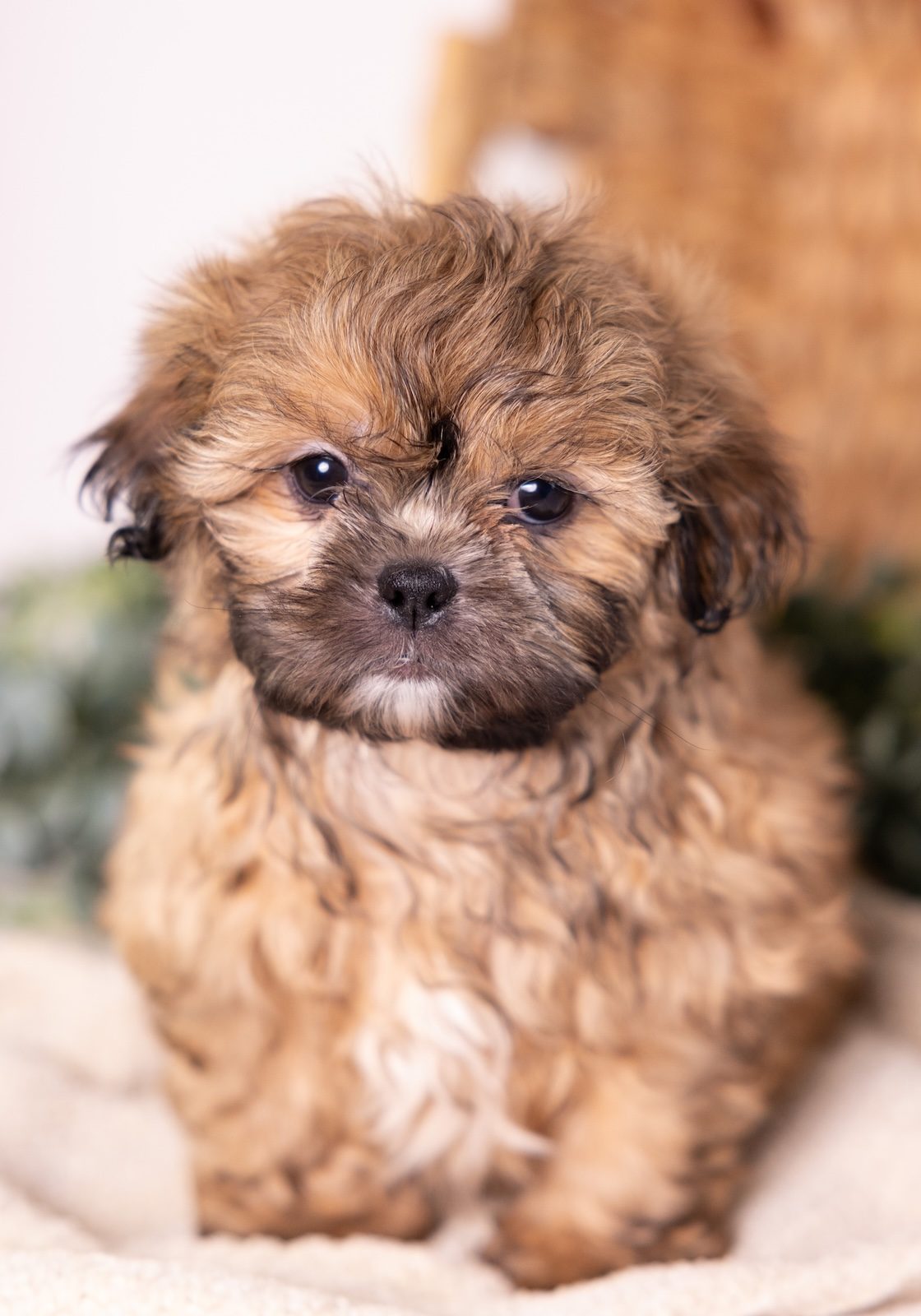 shitzu and bichon mix breeder