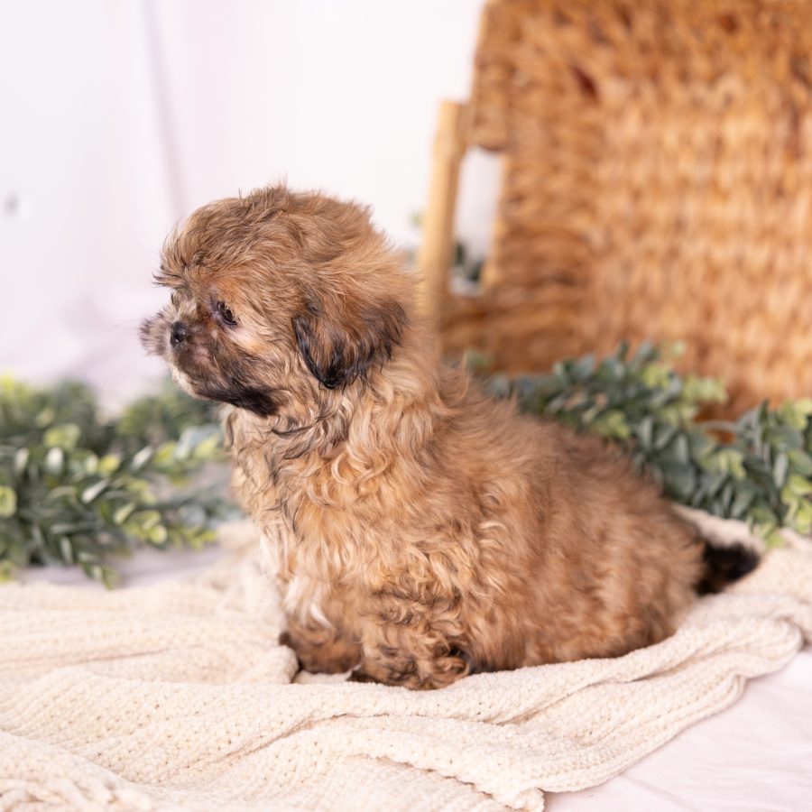 shitzu and bichon mix puppy
