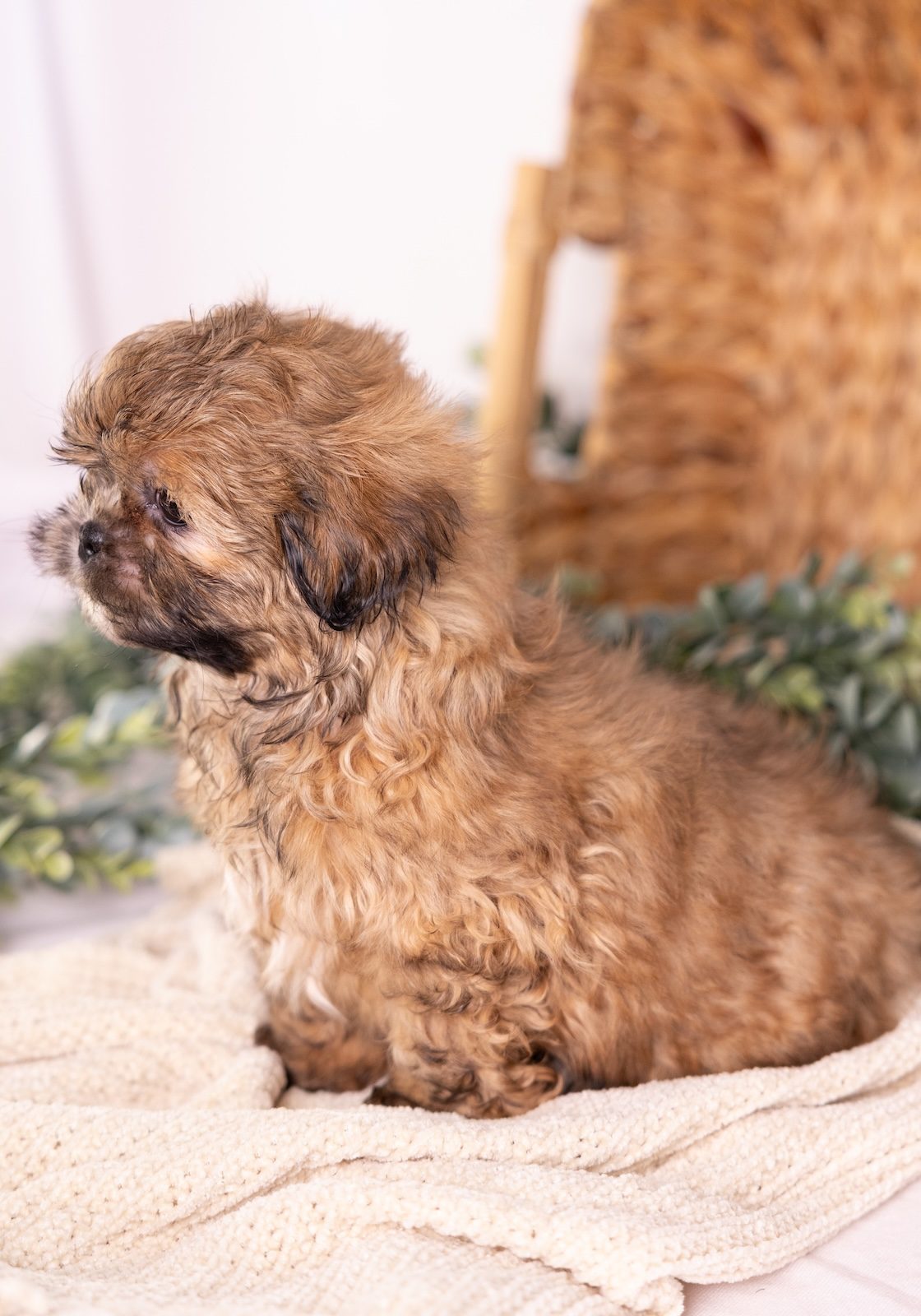 shitzu and bichon mix puppy