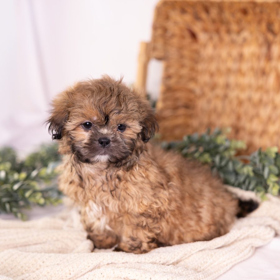 shitzu and bichon mix