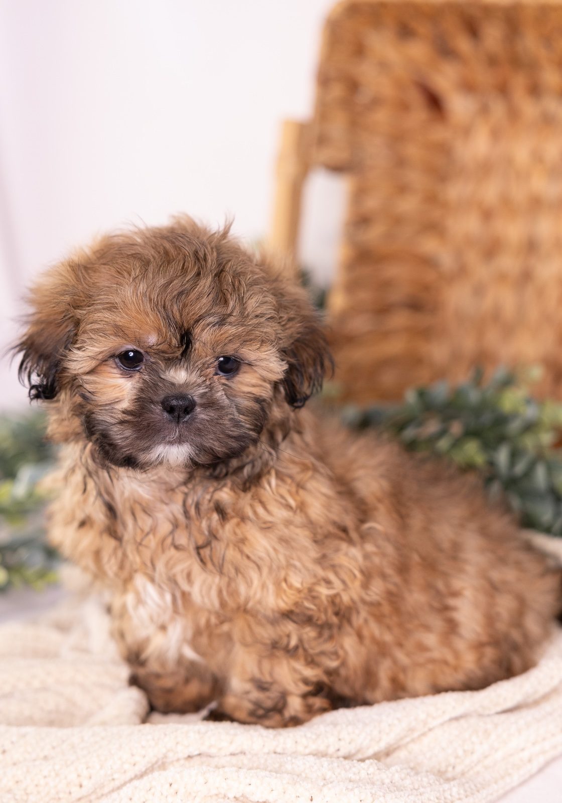 shitzu and bichon mix