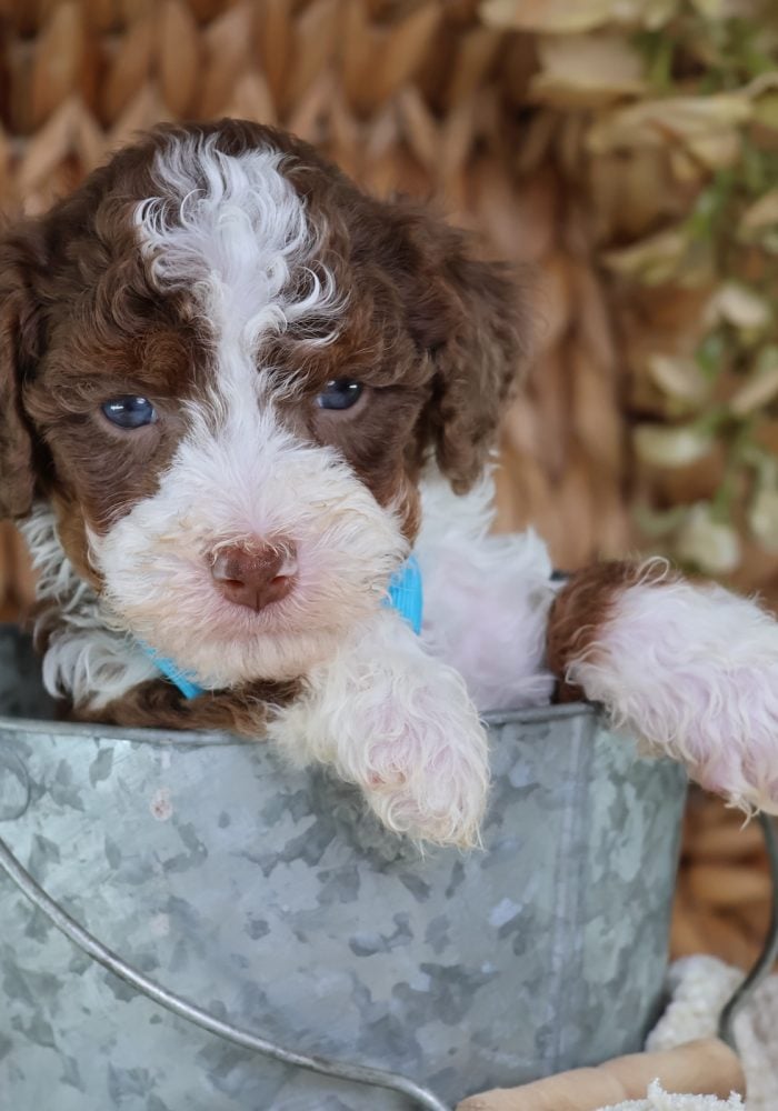 small bernedoodle