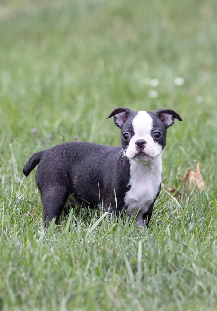 small dogs for sale near me