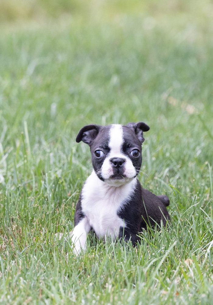 small dogs for sale near me pa
