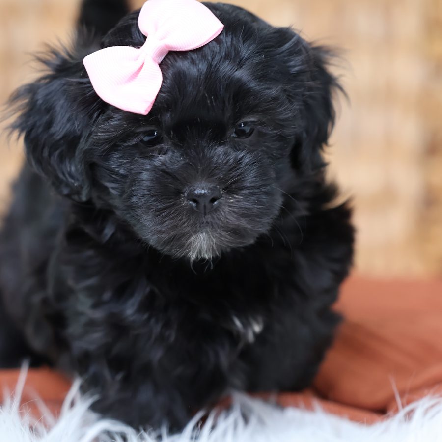small puppies that look like teddy bears