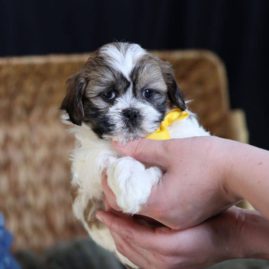 small puppies that look like teddy bears