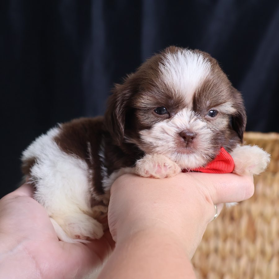 small puppies that look like teddy bears