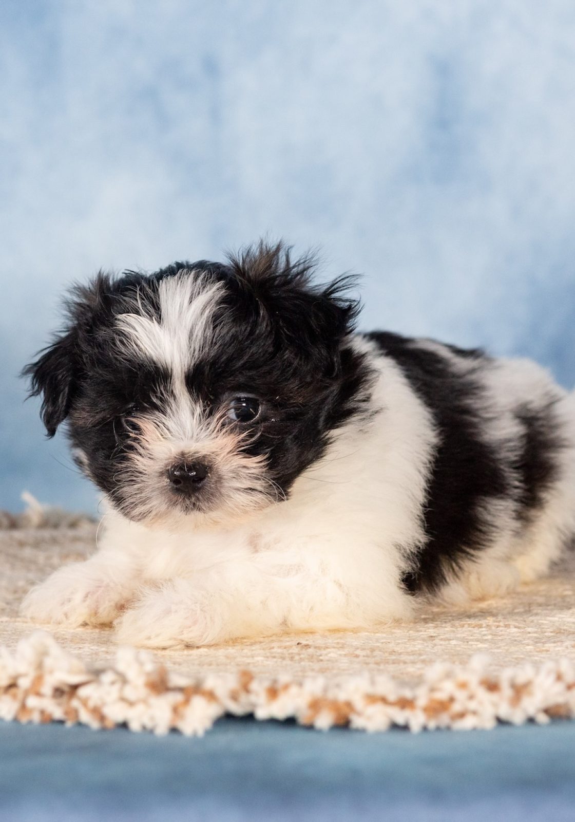 small puppy dog