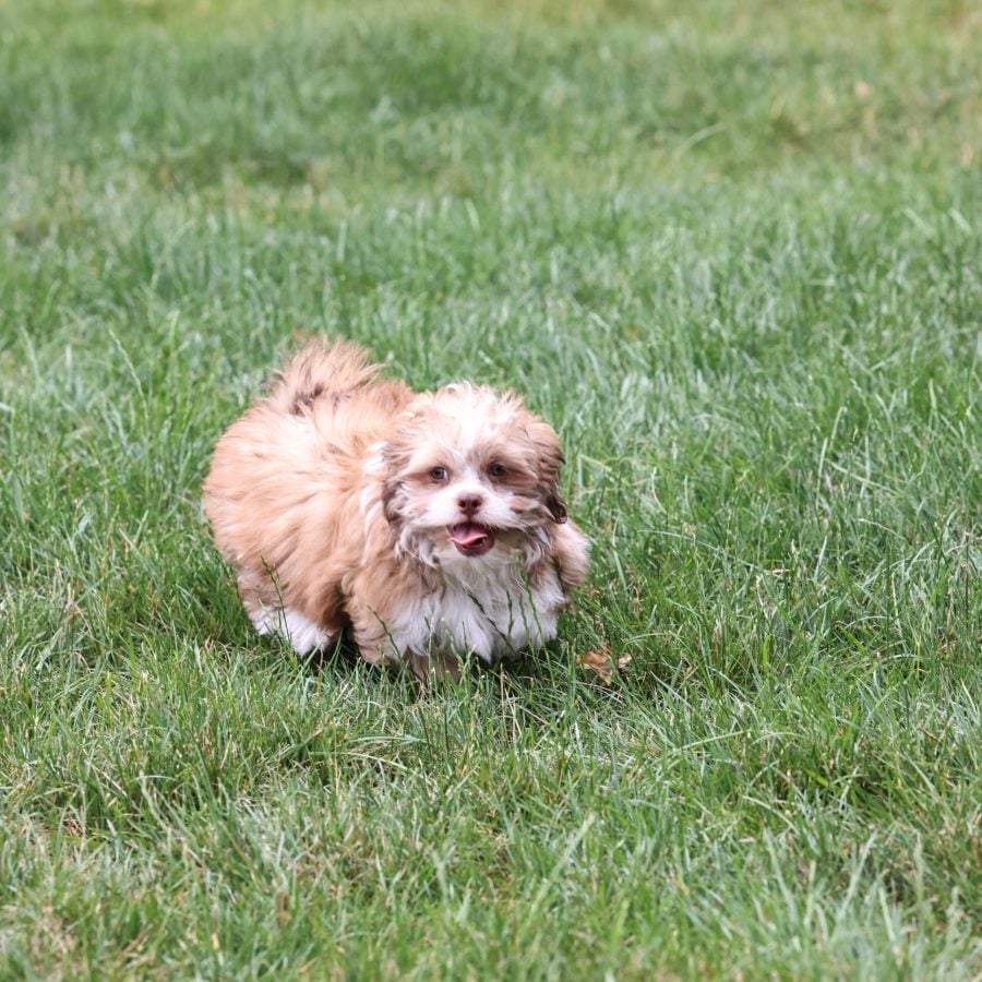 small teddy bear dog breed