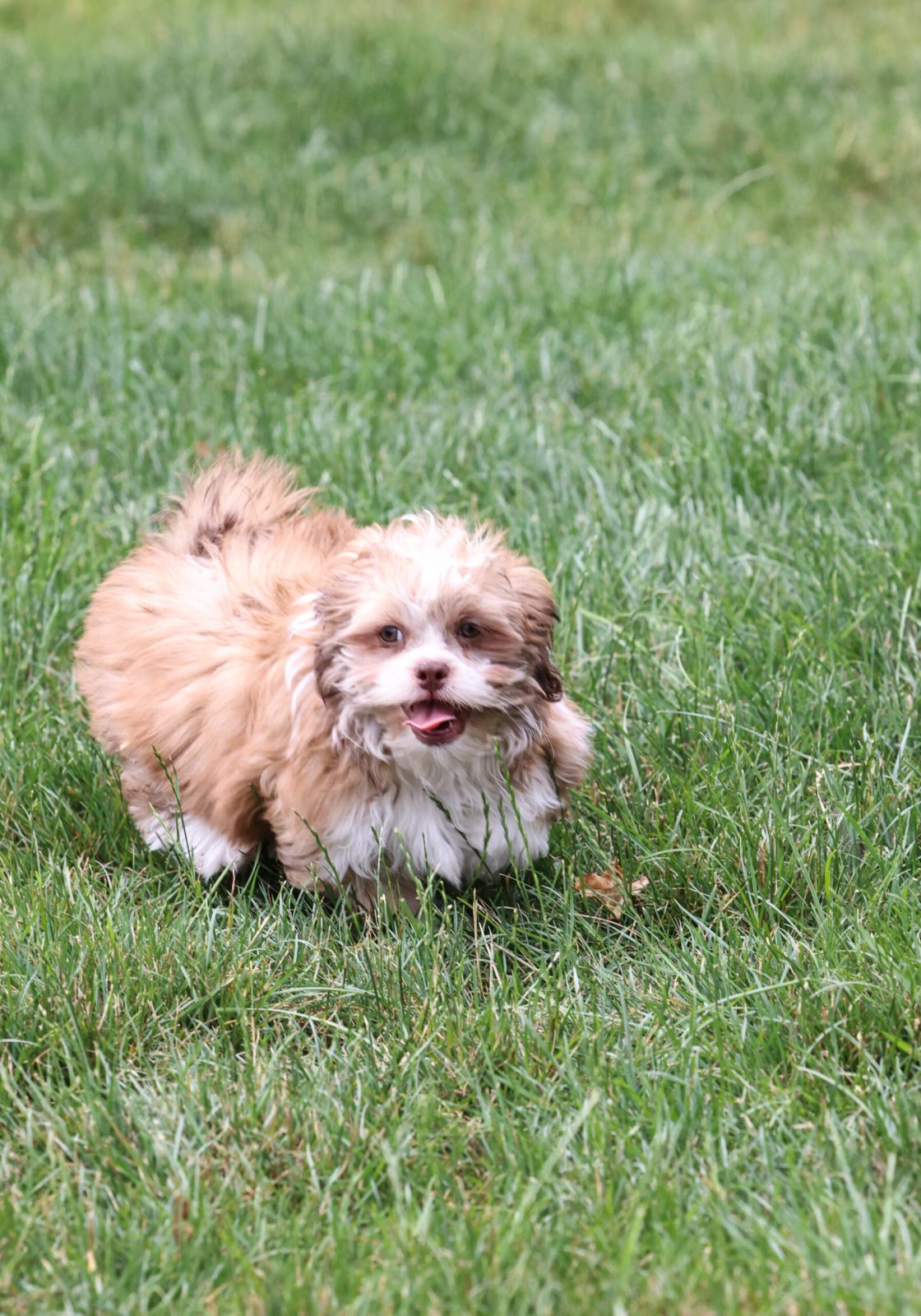 small teddy bear dog breed