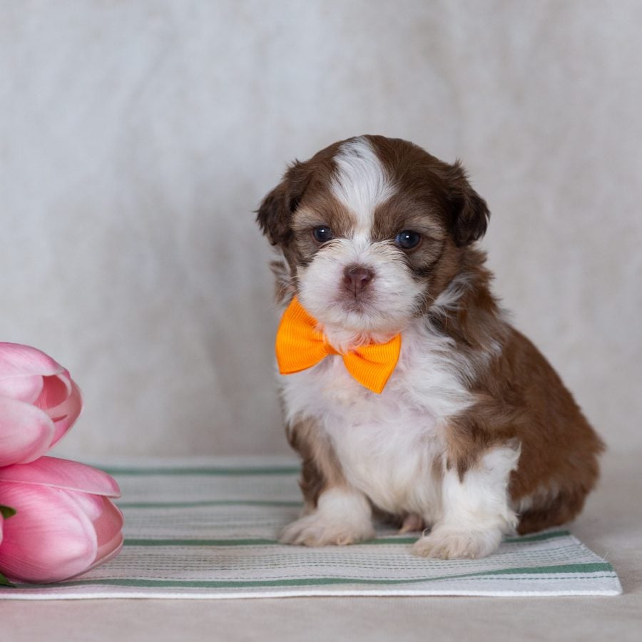 small teddy bear dog breed for sale