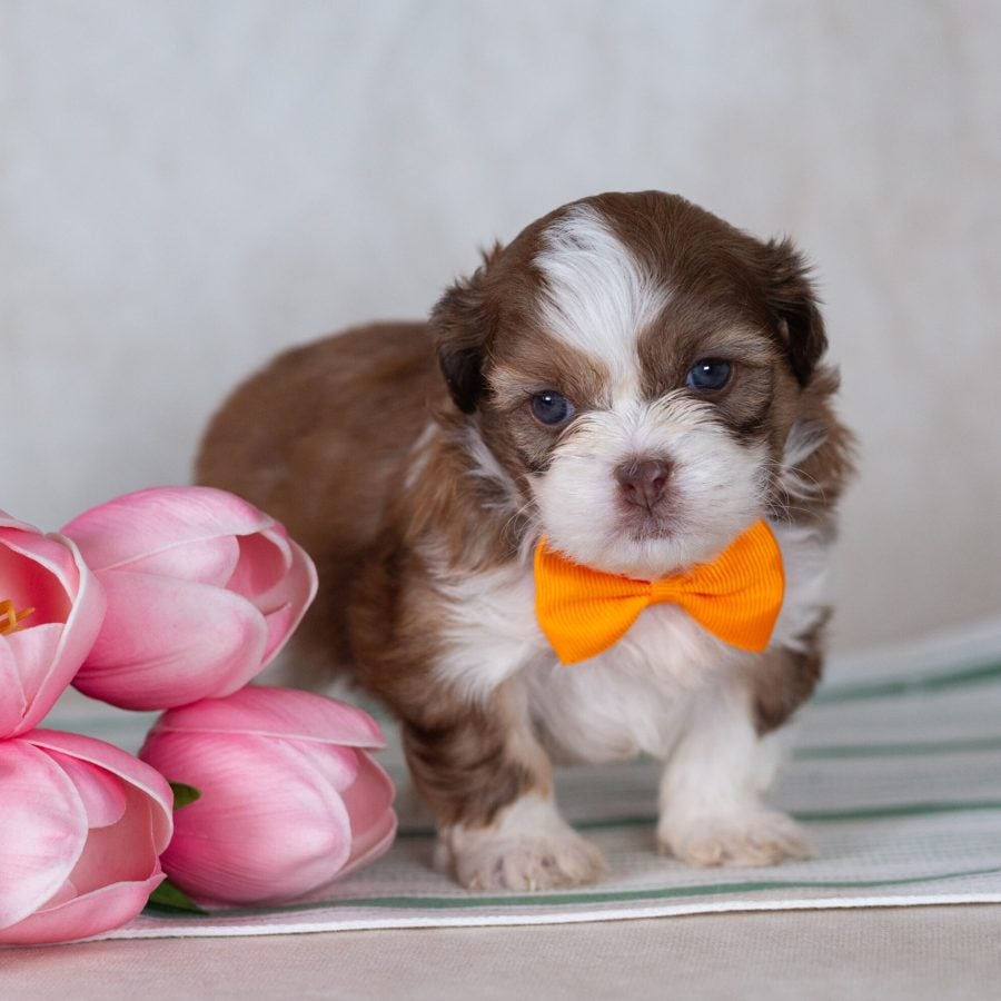 small teddy bear dog breed