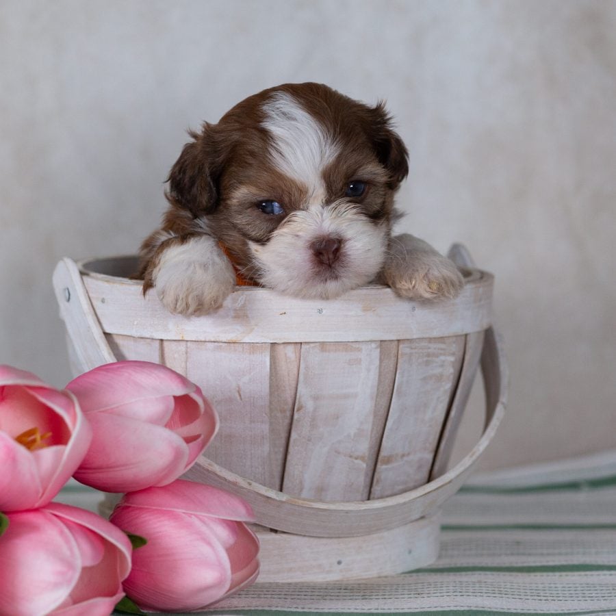 small teddy bear dog breed shichon
