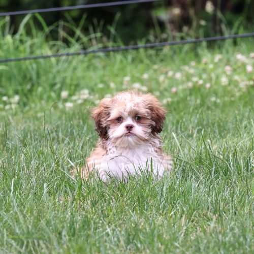 small teddy bear dog breeds