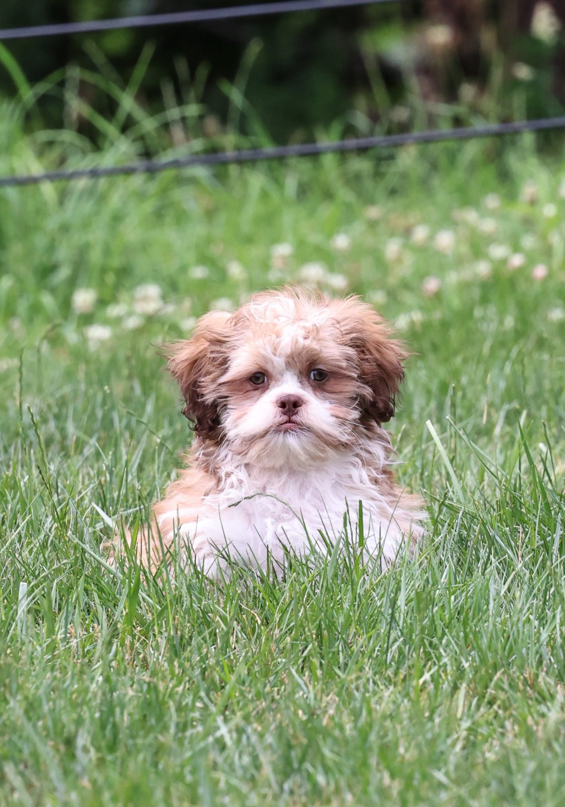 small teddy bear dog breeds