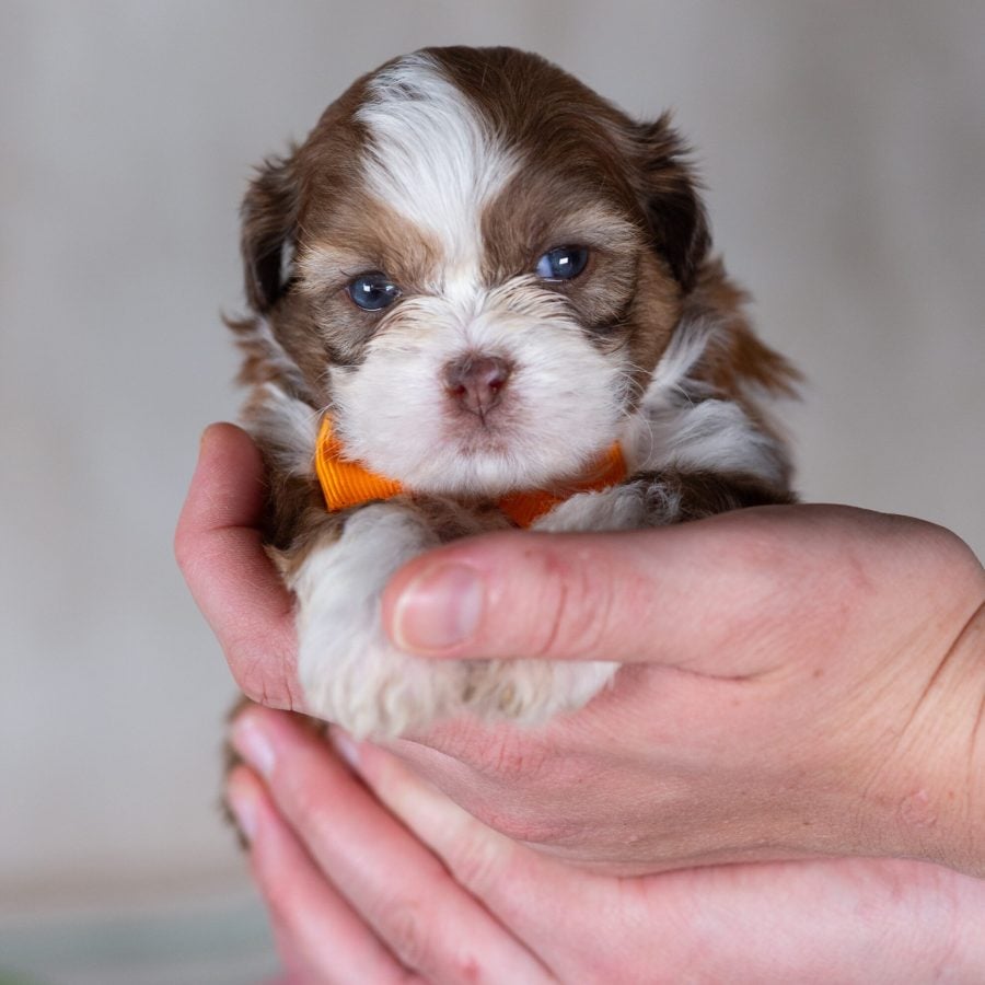 small teddy bear dog breeds