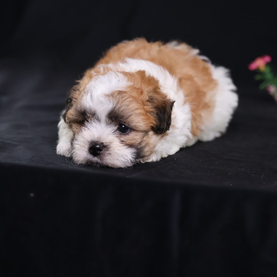 tea cup teddy bear dog
