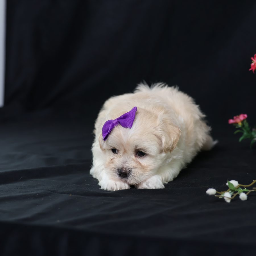 tea cup teddy bear dog