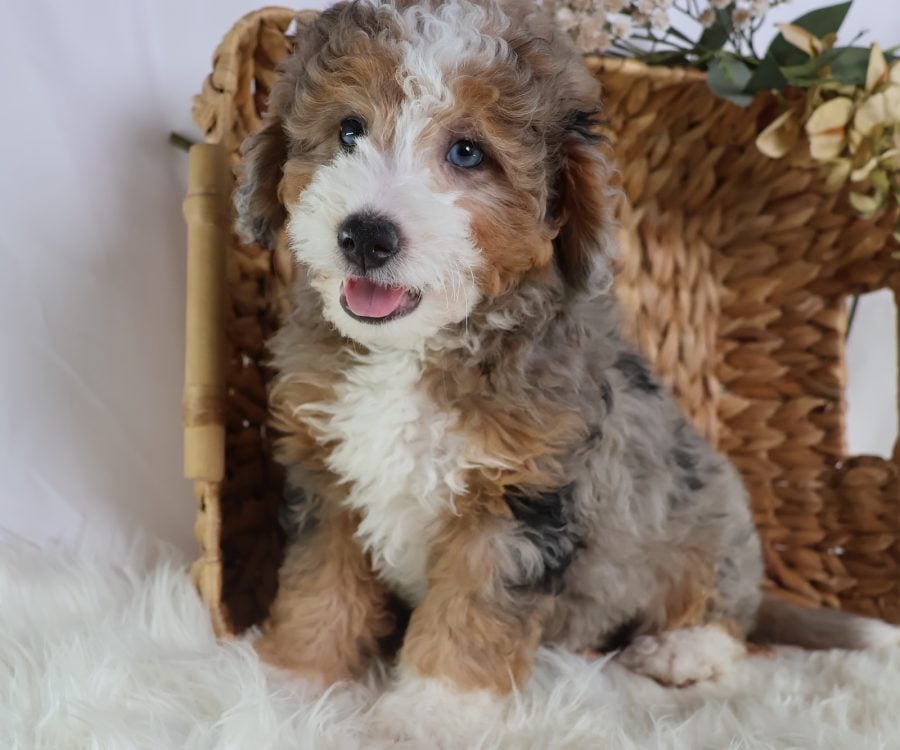 teacup bernedoodle