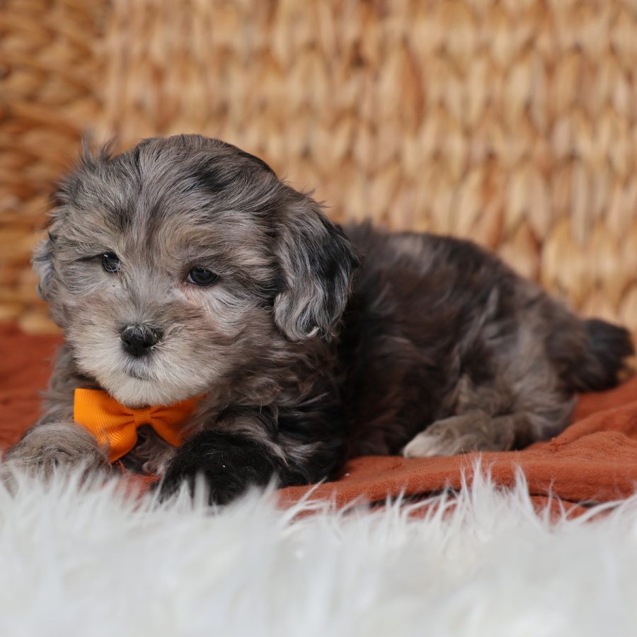 merle teddy bear puppy