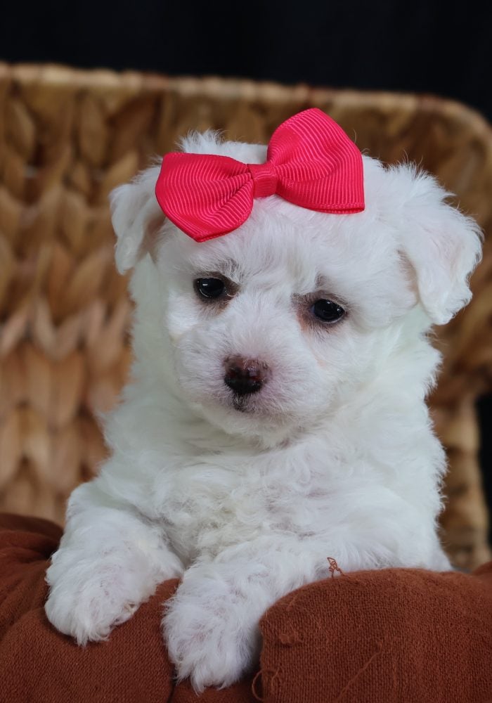 teacup bichon frise teacup bichon frise breeders