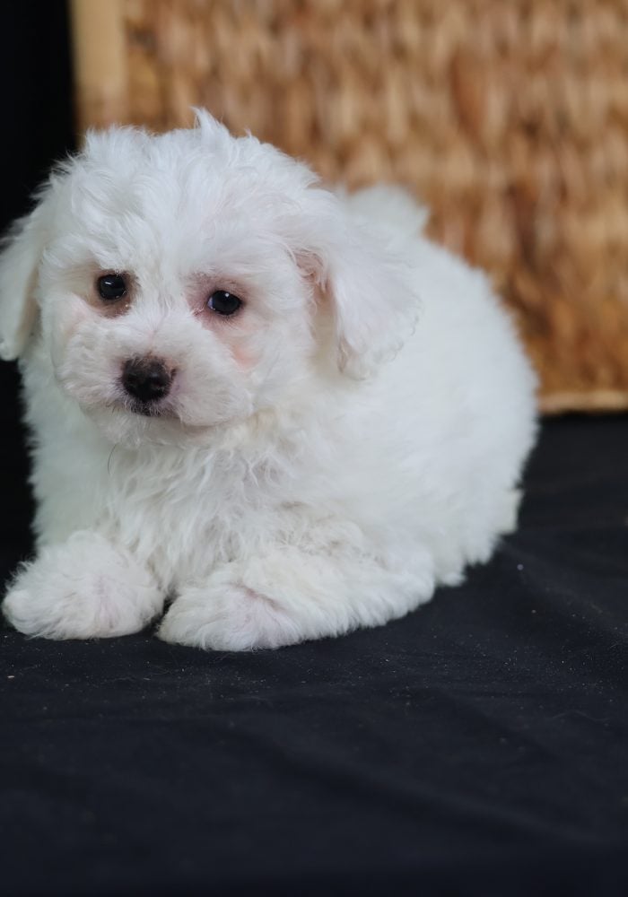 teacup bichon frise for sale teacup bichon frise for sale